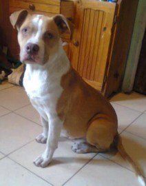 dominic