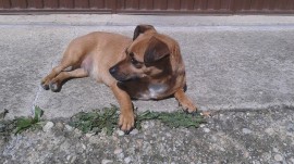 Shila