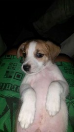 roco
