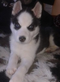 Kiba