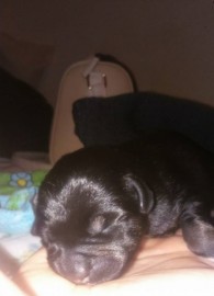 Danna