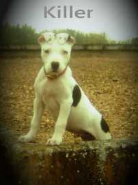 pit bull (( killer)) 