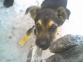 matias