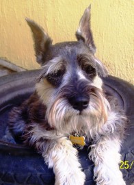 rocky