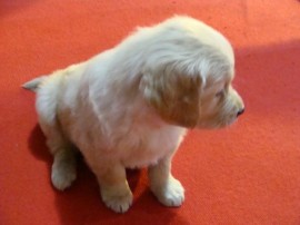 Molly