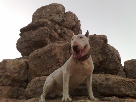 ROCCO