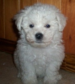 junior