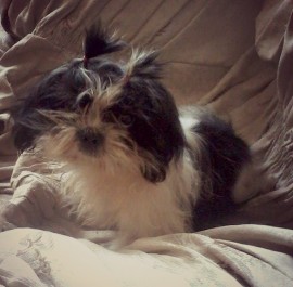 Lupe