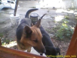 tomi