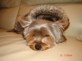 tobi