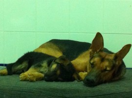 Inca