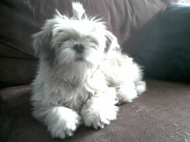 Maggie