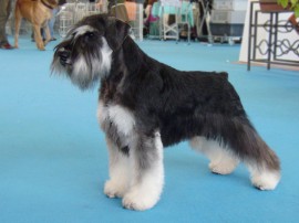 padronsyche(curro)