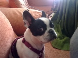 Panchita