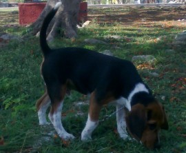 Toby