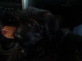 jake