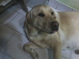 Pupi