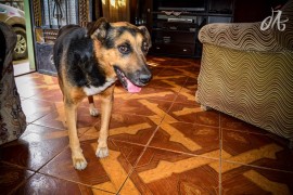 Pastrulo