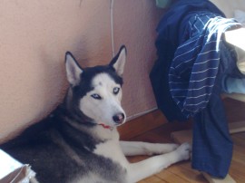 yenga