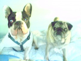 stich y kira