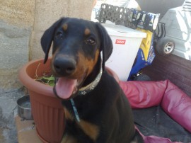 Xena