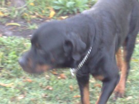 turko