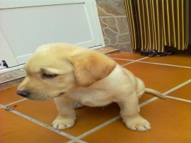 Rocky