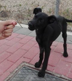 Yena