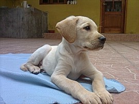 JACINTO