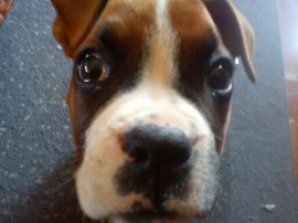 Lola