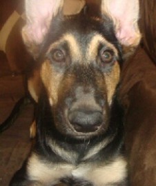 Rex