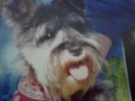 mafi