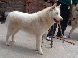 plateado(blanco)