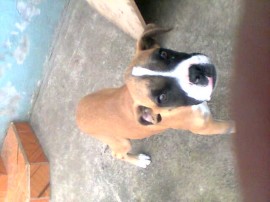 Laidy