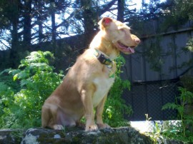 golfo