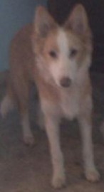 Xena