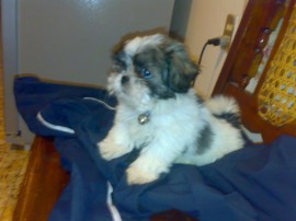 Lola
