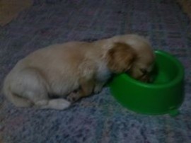 Teddy