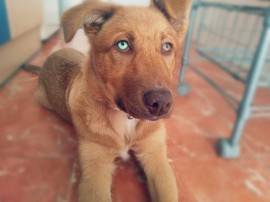 kiara