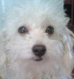 Copito