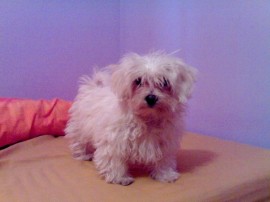 Thais