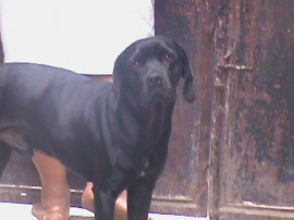 rokie