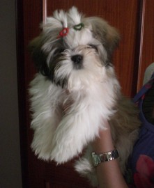 Lula