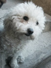 Ody