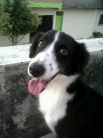 DIXIE