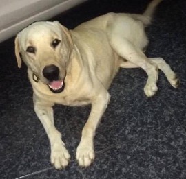 Perro encontrado en Marazul, Adeje