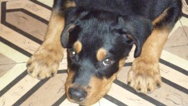 hachy