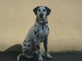Zori