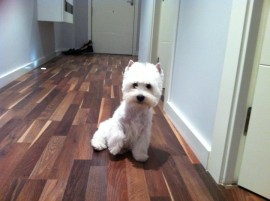 bruno