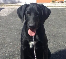Jack